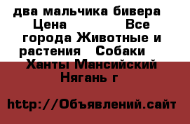 два мальчика бивера › Цена ­ 19 000 - Все города Животные и растения » Собаки   . Ханты-Мансийский,Нягань г.